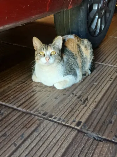Gatinha para doação