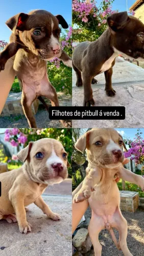 Filhote de Pitbull 