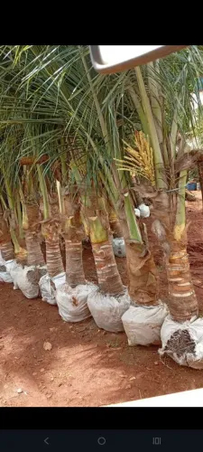Pe de coco anão 