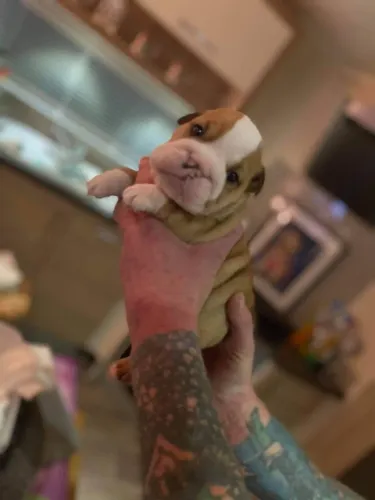 Últimos filhotes de Bulldog Inglês! Fale comigo no WhatsApp e garanta o seu!