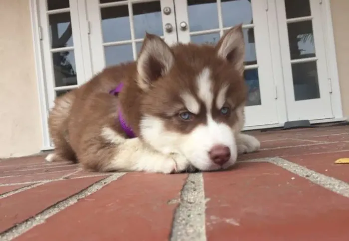 Filhote fêmea de Husky com pedigree 