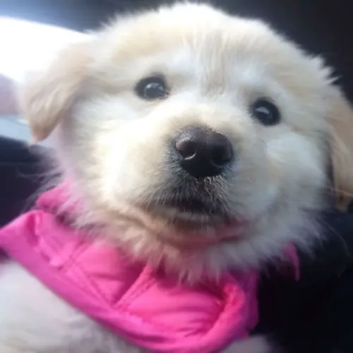 Golden Retriever - Um Parceiro Pronto Pra Você 