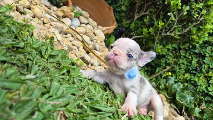 Buldogue francês