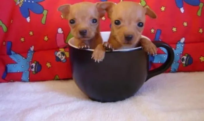 Filhotes de Pinscher 00 fêmeas e machos super pequenos