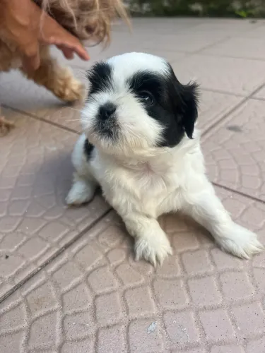 Shih tzu filhote fêmea