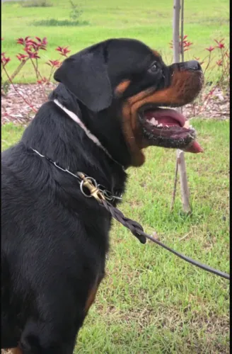 Filhote de rottweiler