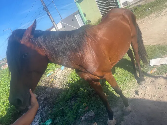 Égua 
