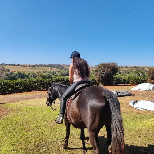 Égua QM a venda !!!