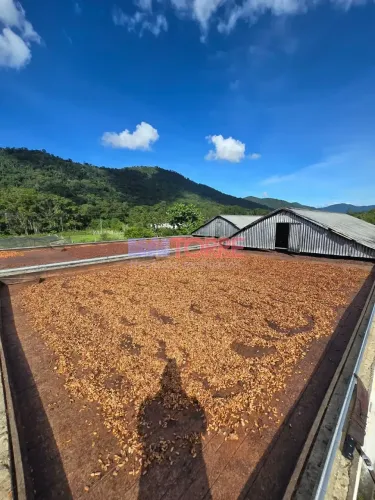 Fazenda à venda, com produção de 1000 arrobas de cacau e pecuária, BR, Coaraci, BA