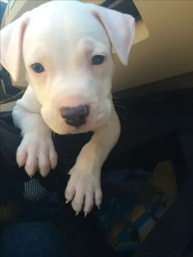 Pitbull - Um Coraçãozinho Esperando Por Você 