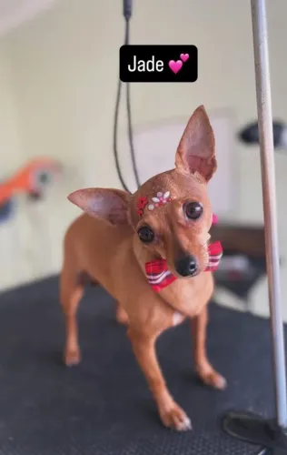 Procuro namorado Pinscher