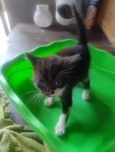 Olha nós aqui de novo.lindos gatinhos recém nascido a procura de um lugar pra ser feliz 