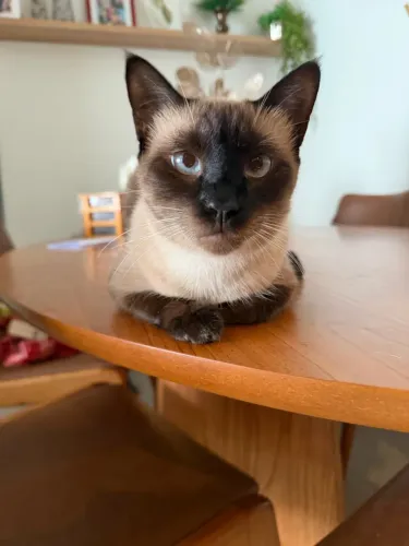 Gata siamês castrada