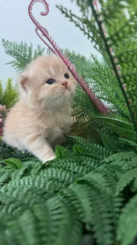 Gatos Persa