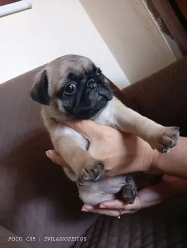 Pug filhote macho