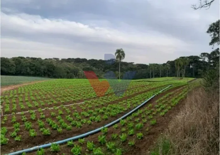 Terreno de 21.000 m no Umbará Espaço, Natureza e Privacidade a Poucos Minutos de Curitiba