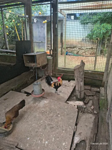 Pintinhos de galinha Bankiva