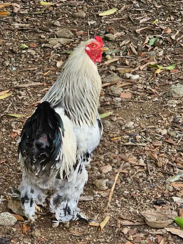 Galo brahma light