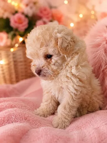 Poodle toy fêmea