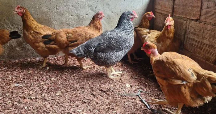 Galinhas em pré postura