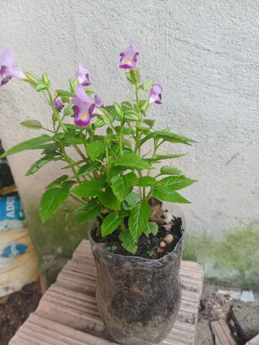 Mudas plantas flor torênia Amor-perfeito-de-Verao flor palhaço 