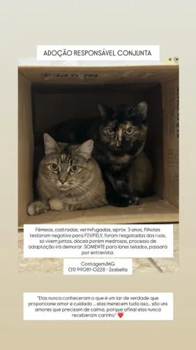Adoção responsavel gato