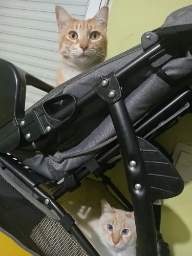 2 gatos machos, castrados para doação (leia a descrição).