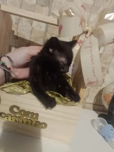 Gatinhos Pretos para Doar