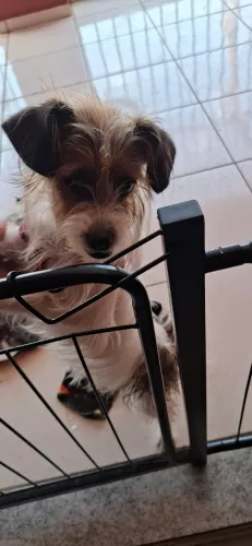 Doa - se cachorrinha