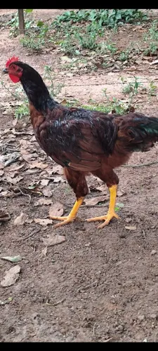 Frango rodhe Island red