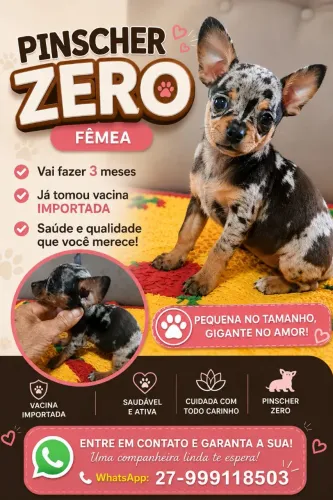 Pincher Exótico fêmea