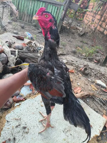 Vendo animais indianos