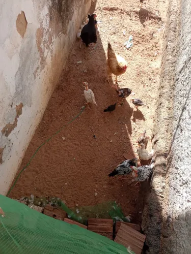 PINTINHOS PESCOÇO PELADO