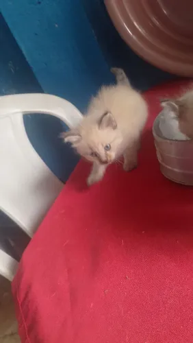 Doação de gato dois gatinho se ameie e um pintadinha