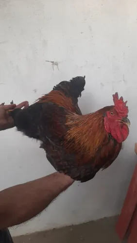 Vende-se galo