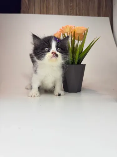 Gato persa