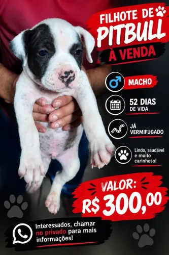 Pitbull filhote macho