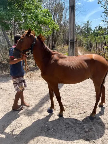 Cavalo de Campo! Vendo ou Troco.