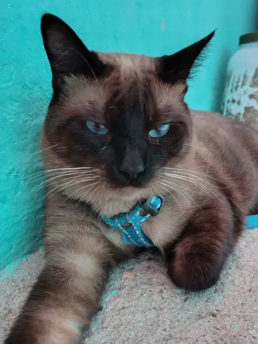 GATO CIAMES LEGÍTIMO 