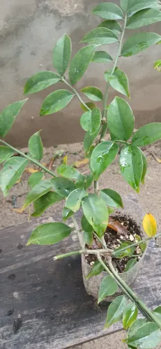 Plantas