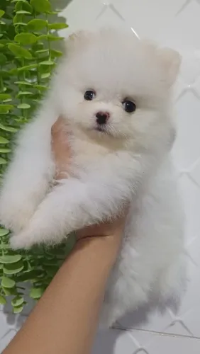 Lulu da pomerania macho
