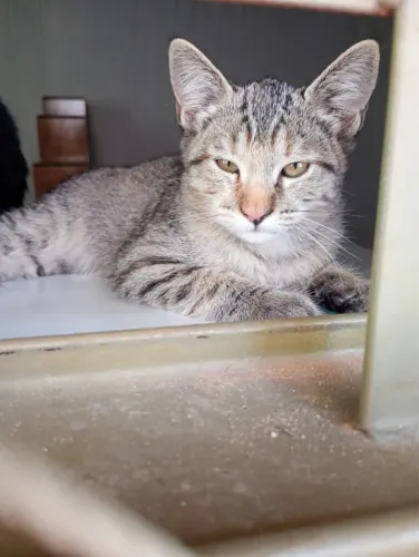 Adoção responsável gatinhos