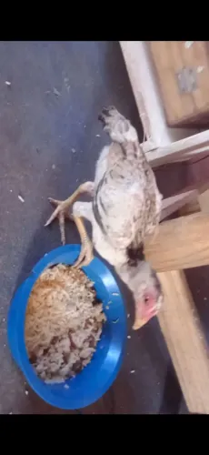 Vendo casal de frango carioca puro
