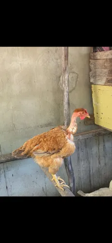 Galinha na postura