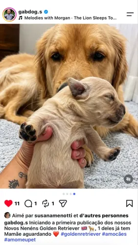 Filhotes de golden retriever