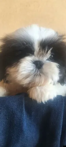 Lindo shihtizu macho 