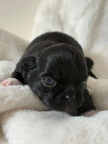 Chihuahua