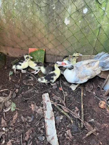Patos lindos casal com 7 filhotes 