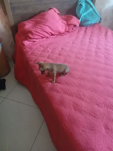 Pischer machinho