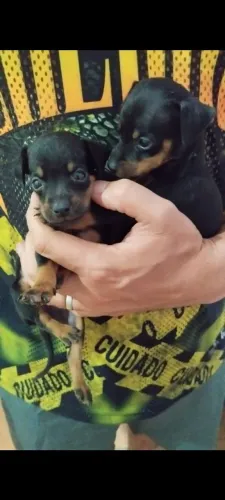 Vendo cachorro pinscher número 2